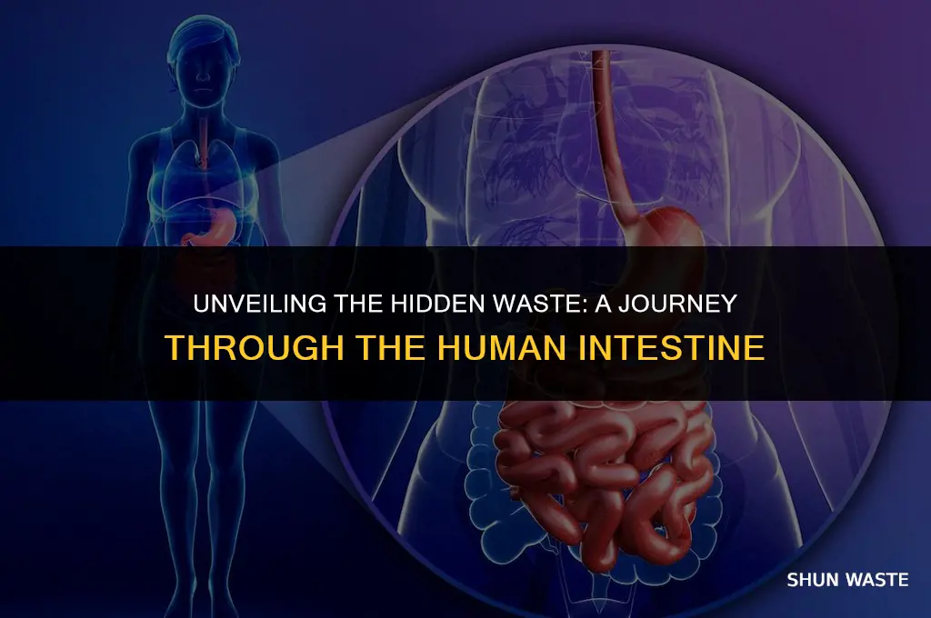 how much waste is in human adult intestine