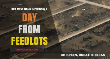 Daily Waste Production from Feedlots: A Critical Examination
