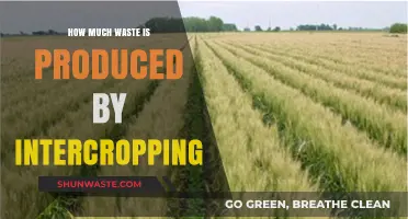 Sustainable Farming: Unveiling the Waste Reduction Potential of Intercropping