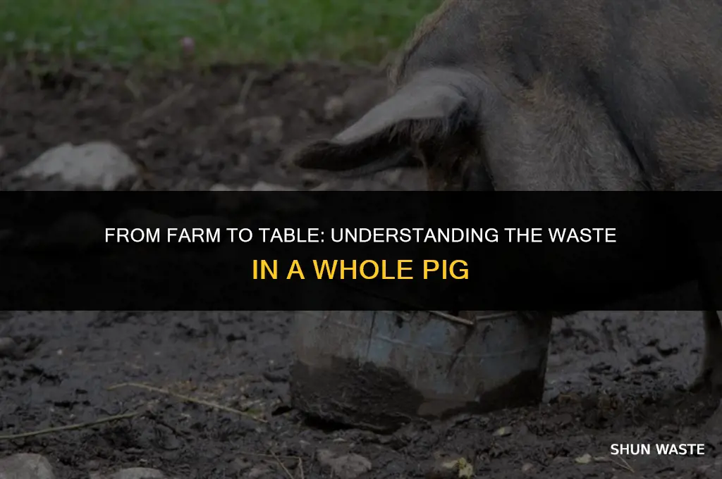 how much waste on a whole pig