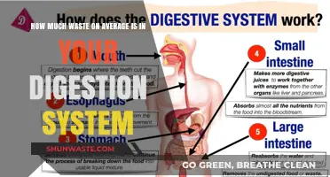 Unveiling the Hidden Waste: A Journey Through Your Digestive System