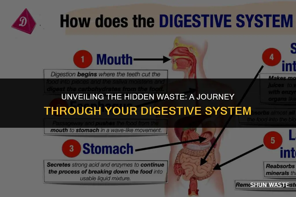how much waste on average is in your digestion system