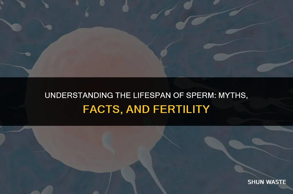 how much wasted sperm lifetime