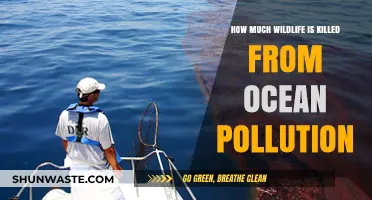 The Devastating Impact of Ocean Pollution on Wildlife
