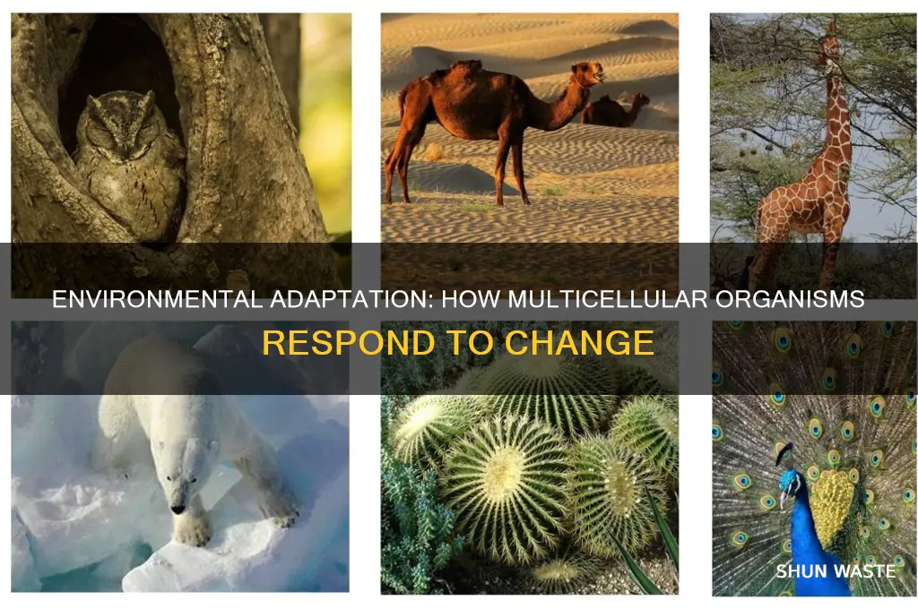 how multicellular organisms respond to changes in their environment