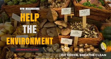Mushrooms' Eco-Power: Unveiling Their Vital Role in Environmental Sustainability