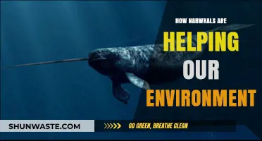 Narwhals' Surprising Role in Protecting Our Planet's Environment