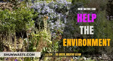 Native Plants: Nurturing Ecosystems and Revitalizing Our Environment Naturally