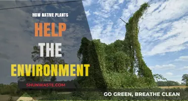 Native Plants: Nurturing Ecosystems and Sustaining Our Environment Naturally