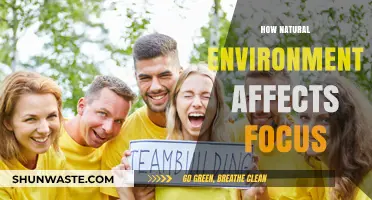 Nature's Impact: How Natural Environments Enhance Focus and Productivity