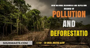 Nature's Wealth: Pollution and Deforestation's Deadly Impact