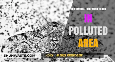 Natural Selection: Surviving Pollution