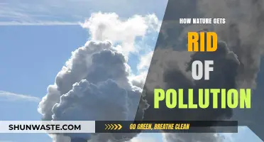 Nature's Power: Cleaning Pollution