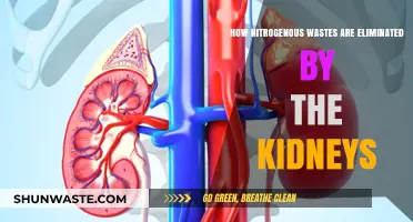 Kidney's Role in Eliminating Nitrogenous Wastes: A Comprehensive Overview