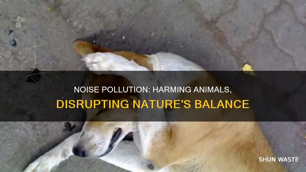 how noise pollution affect animals