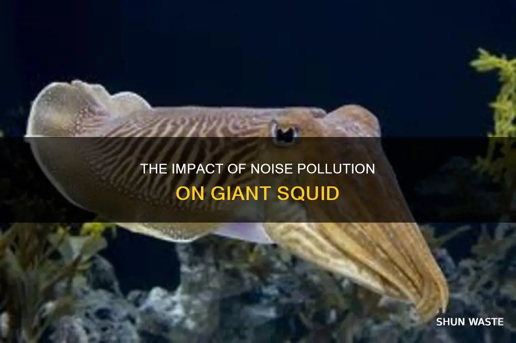 how noise pollution affects giant squid