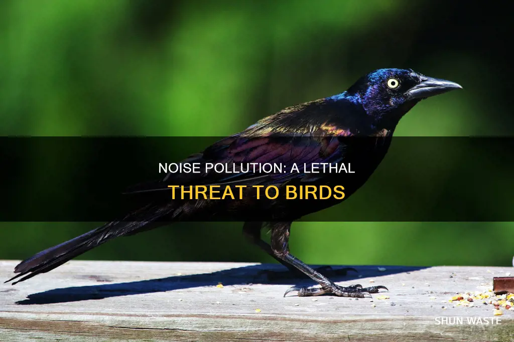 how noise pollution does affect birds