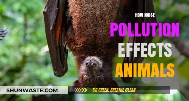 Noise Pollution: A Harmful Impact on Animal Life