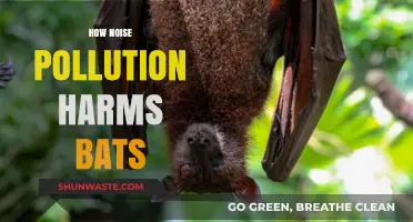 Noise Pollution: A Lethal Threat to Bats