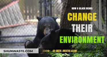 Black Bears as Ecosystem Engineers: Shaping Their Environment Through Behavior