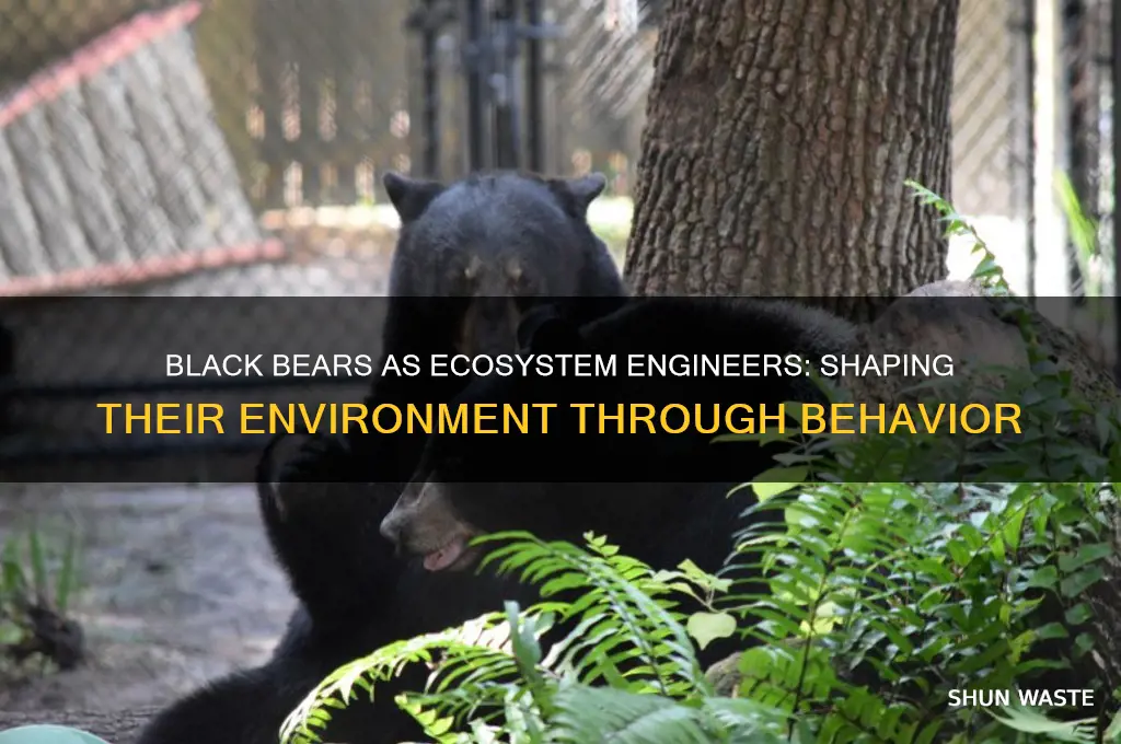 how o black bears change their environment