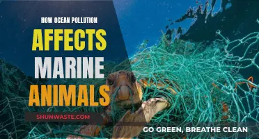 Ocean Pollution: Devastating Impact on Marine Life