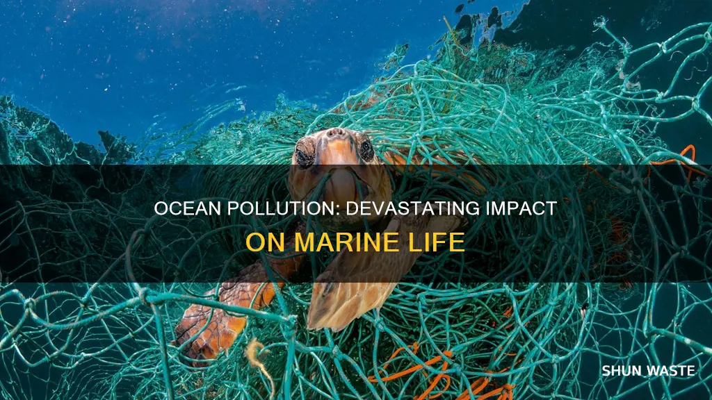 how ocean pollution affects marine animals