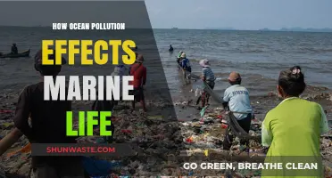 Ocean Pollution: Devastating Impact on Marine Life