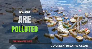 The Ocean's Plight: Human Impact on Marine Life