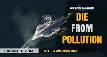 The Dark Side of Pollution: Killing Animals