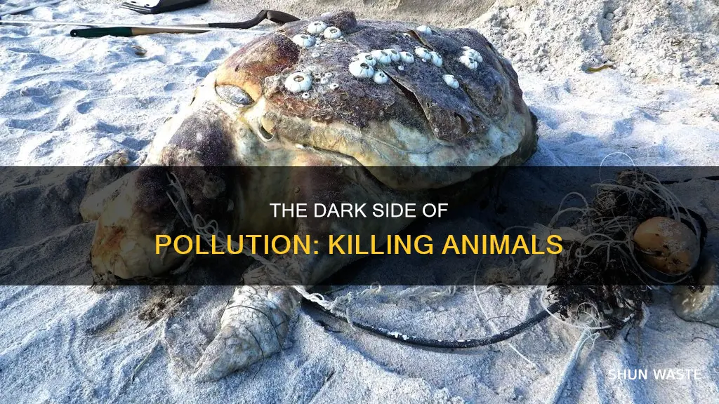 how often do animals die from pollution