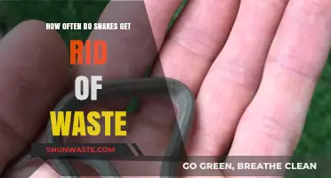 How Often Do Snakes Eliminate Waste: A Complete Guide