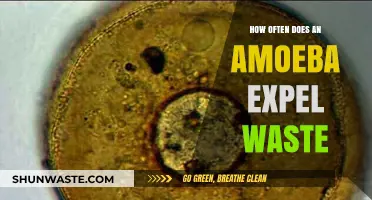 Understanding Amoeba Waste Expulsion: Frequency and Biological Insights
