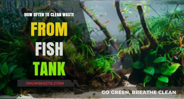 Maintaining a Healthy Fish Tank: Optimal Waste Cleaning Frequency