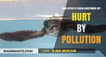 Ocean Pollution: How Often Does It Harm Marine Life?