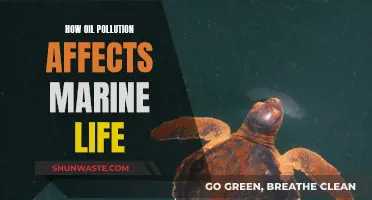 Oil Pollution's Impact on Marine Life