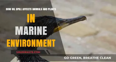Oil Spills: Devastating Impacts on Marine Life and Ecosystems