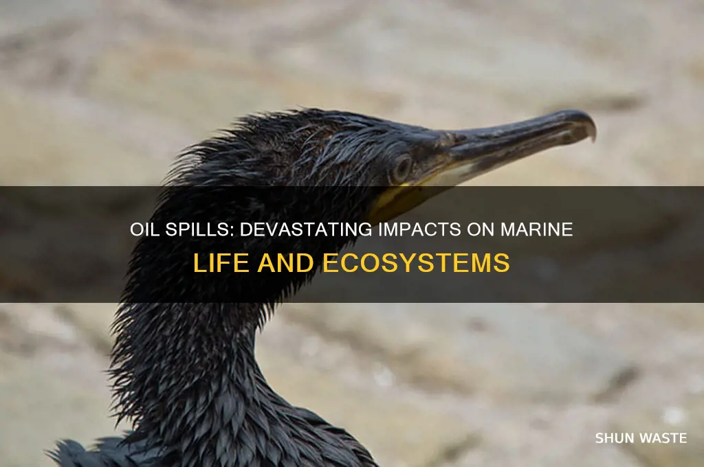 how oil spill affects animals and plants in marine environment