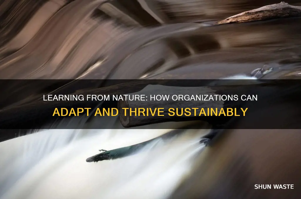 how organization can learn from environment