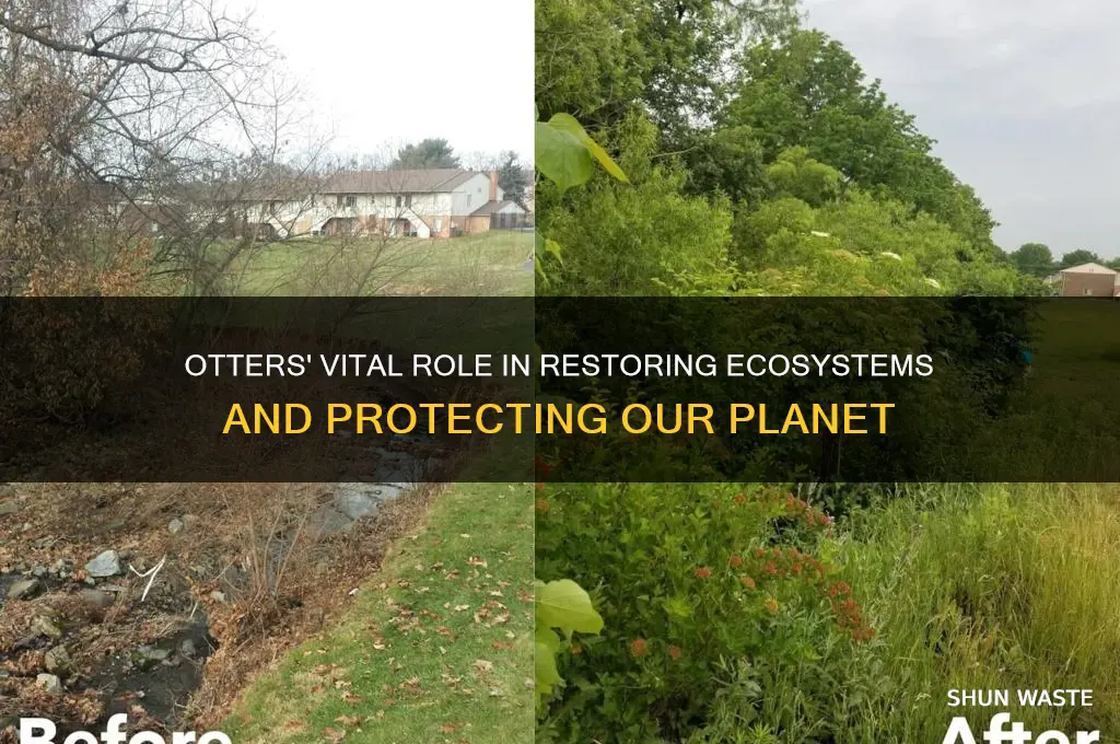 how otters are helping the environment
