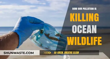 Ocean Pollution: Killing Marine Life