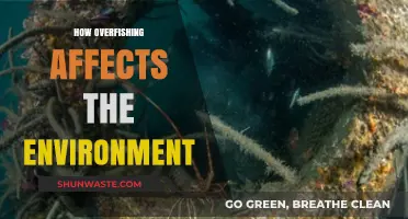 Overfishing's Devastating Impact: How It Destroys Marine Ecosystems and Environment