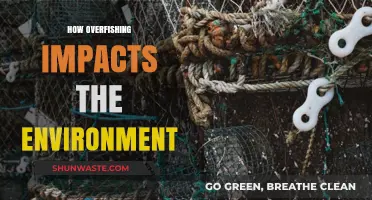 Overfishing's Devastating Effects: How It Destroys Marine Ecosystems and Environment