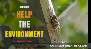 Silent Guardians: How Owls Sustain and Protect Our Ecosystems