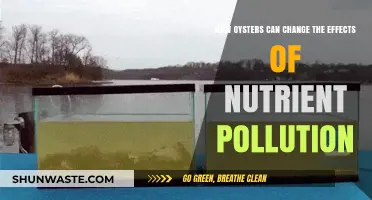 Oysters' Role: Mitigating Nutrient Pollution's Impact on Water Quality