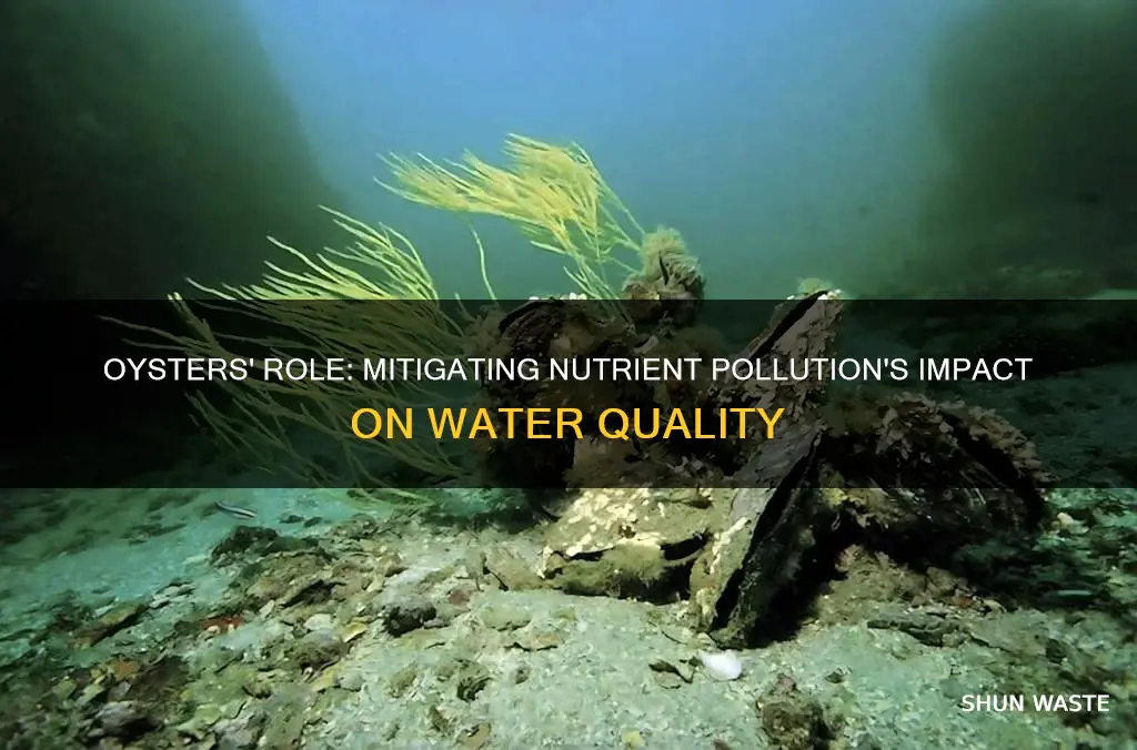 how oysters can change the effects of nutrient pollution