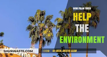 Palm Trees: Nature's Eco-Friendly Heroes for a Greener Planet