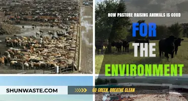Pasture-Raised Animals: Sustainable Farming for a Healthier Planet