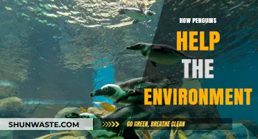 Penguins' Vital Role in Sustaining and Protecting Our Ecosystem