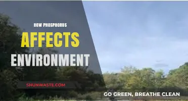 Phosphorus Pollution: Environmental Impacts and Sustainable Management Strategies